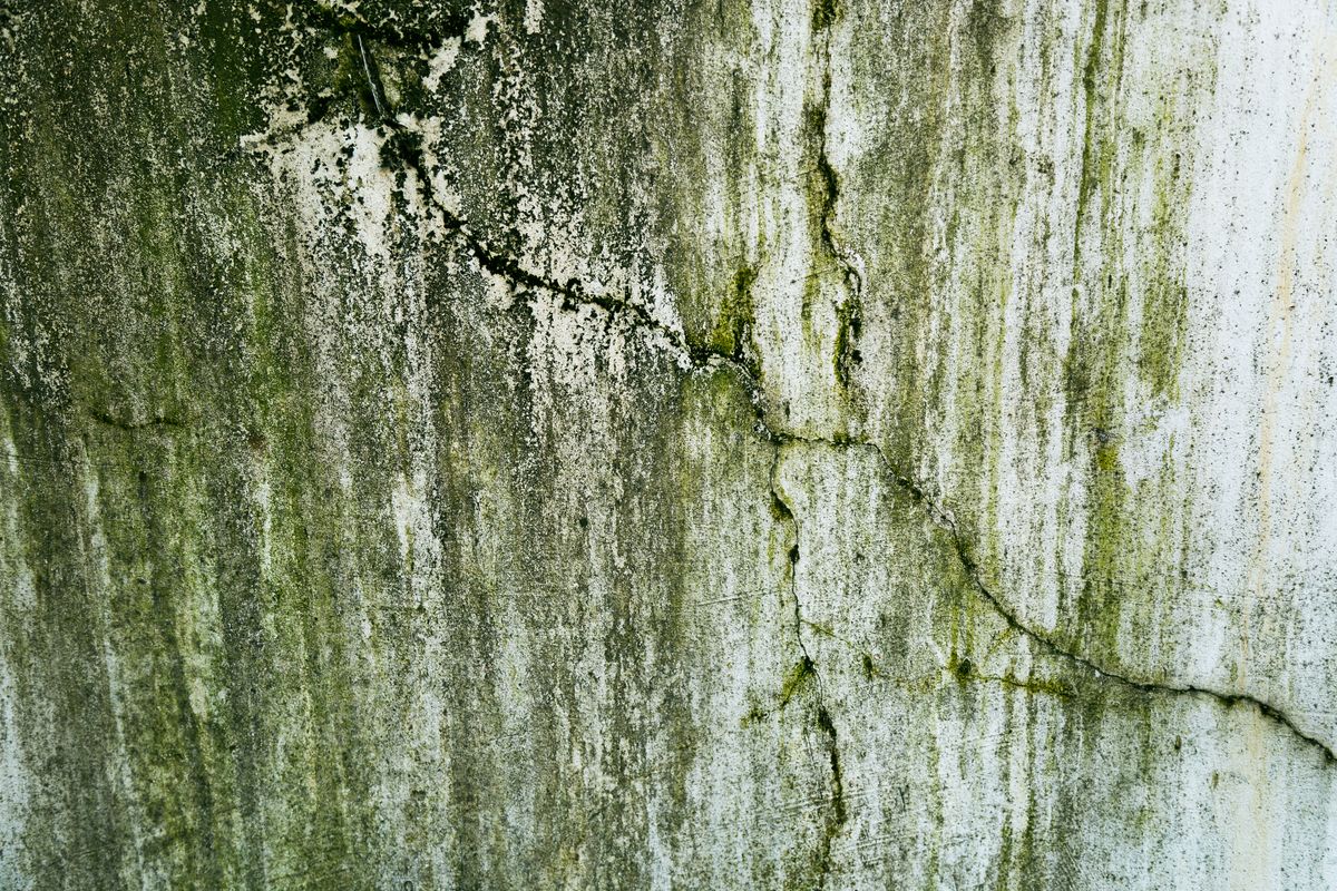 Mold growth spreading on a damp wall from water damage left too long