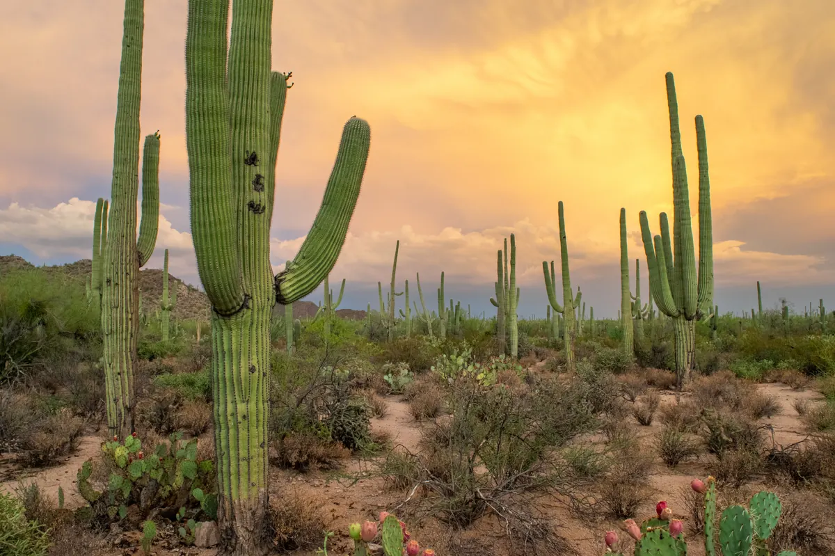 Saguaros on a Sonoran Desert hillside at sunset outside Tucson, Arizona