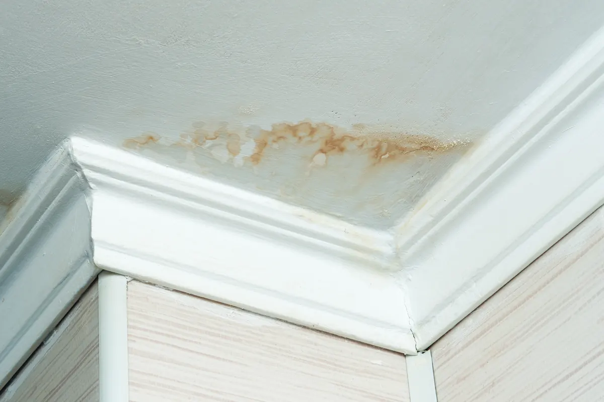 Brown water stain spreading across a ceiling and crown molding from a hidden leak
