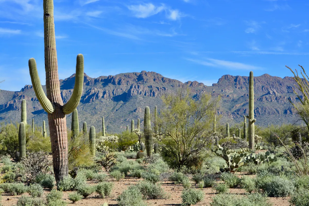 Saguaro cactus forest with the Tucson Mountains in the background, Sonoran Desert