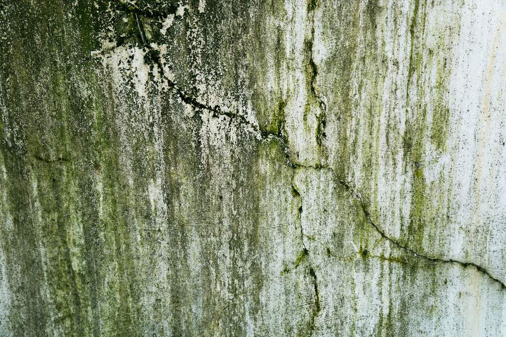 Mold growth spreading across a damp wall in a Tucson home