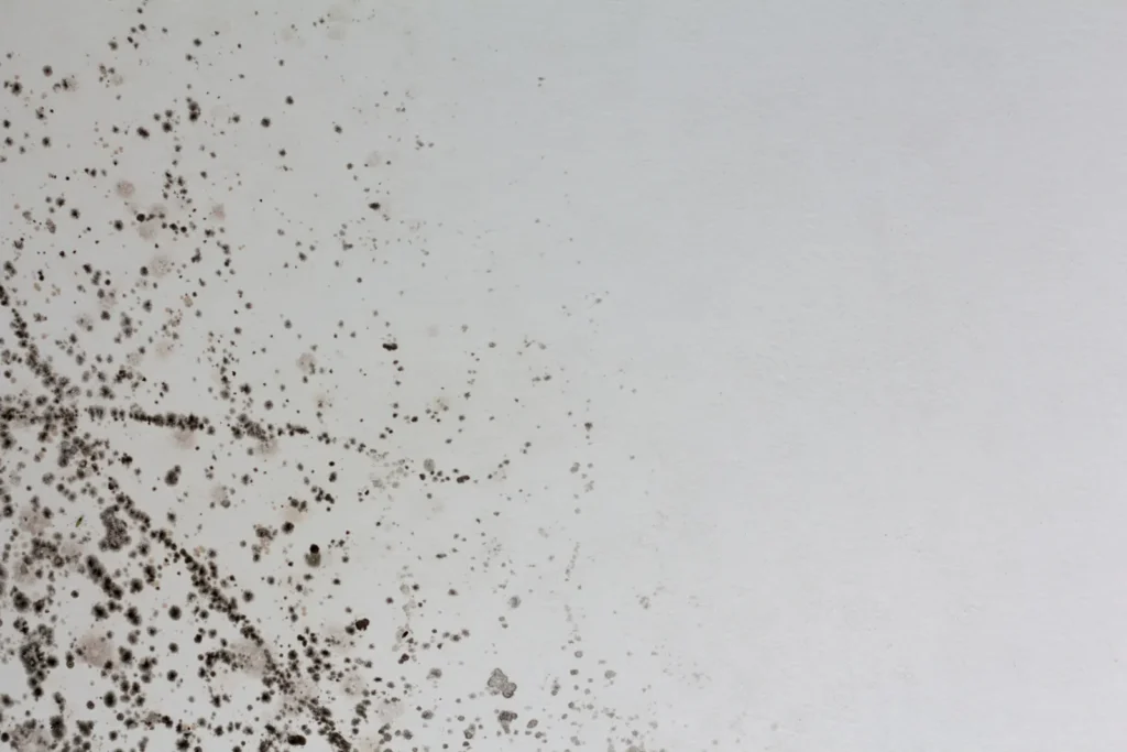 Black mold colonies spotting a white interior wall, the visible stage that prompts mold remediation calls in Catalina Foothills homes