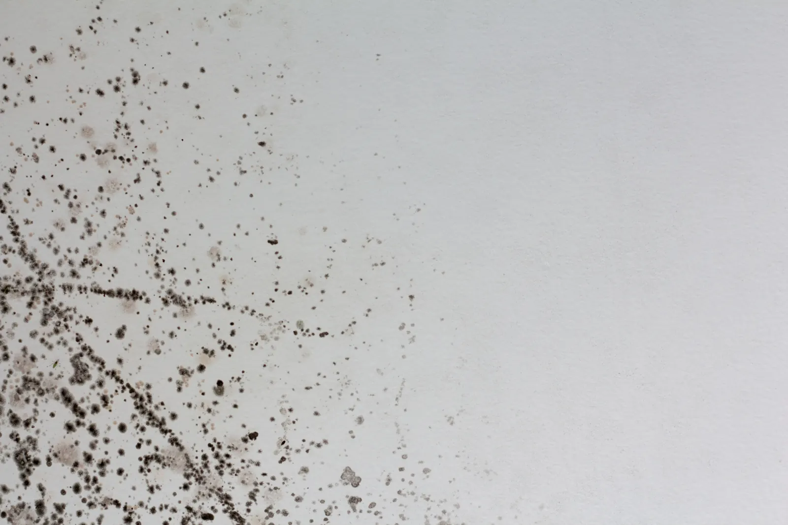 Mold Remediation Cost in Tucson: What Drives the Price