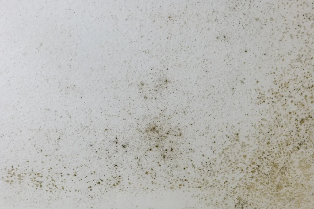 Mold spot forming on a white ceiling surface, the early-stage growth mold remediation in Corona de Tucson can stop before it spreads