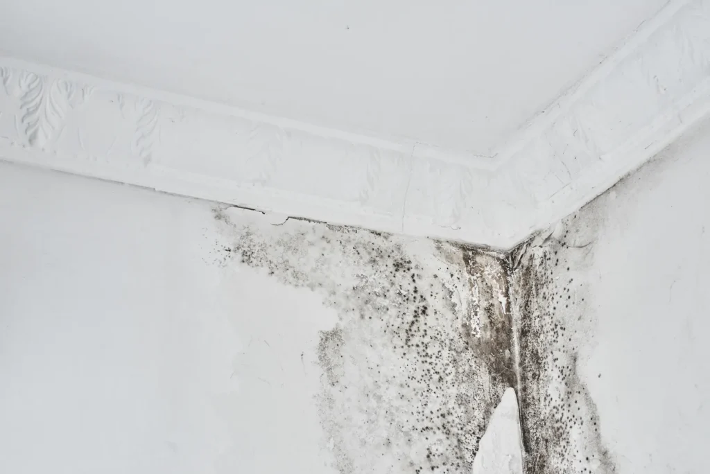 Mold colony spreading across an interior surface, the growth stage professional mold remediation in Green Valley treats before it reaches framing