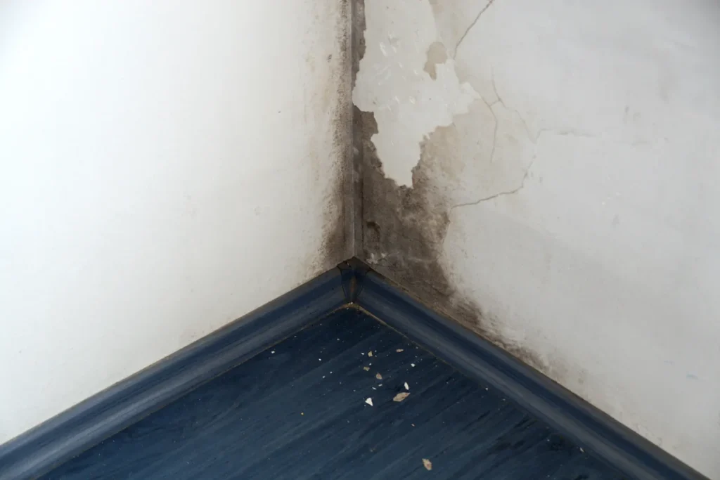 Black mold growth concentrated in a wall corner, the cool damp spot pattern mold remediation in Oro Valley homes finds after water events