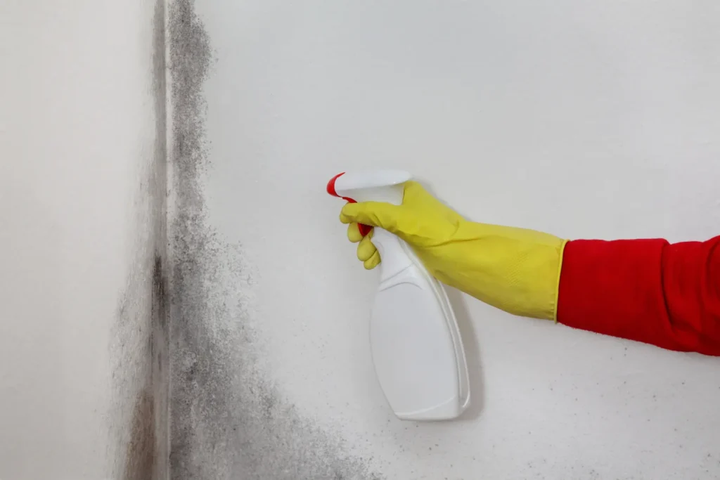 Gloved hand spraying remediation solution on a moldy wall patch, the surface-treatment step in mold remediation for Sahuarita homes